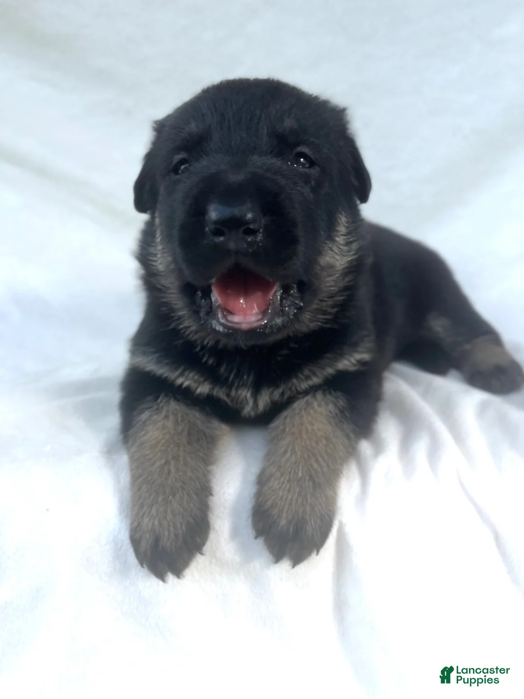 German Shepherd dogs for sale: Lucy - Ad 2