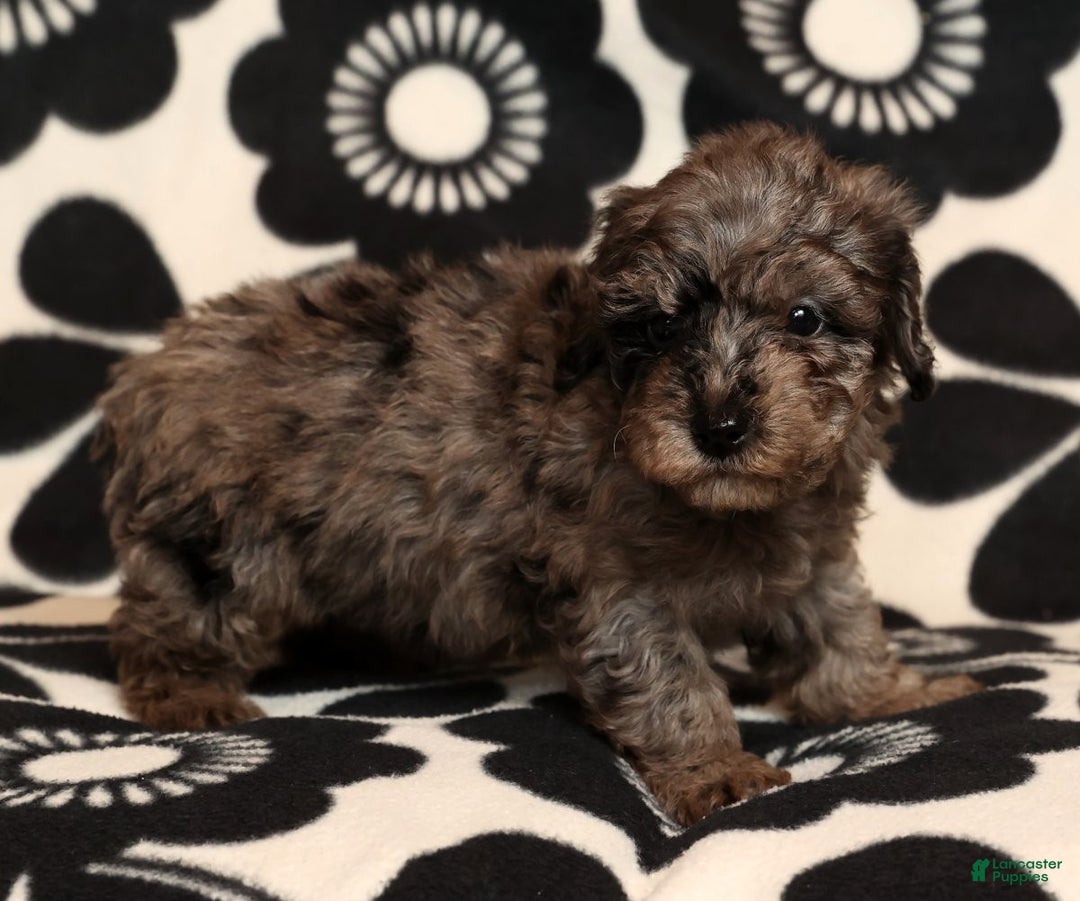 Miniature Poodle dogs for sale: Porter - Ad 8