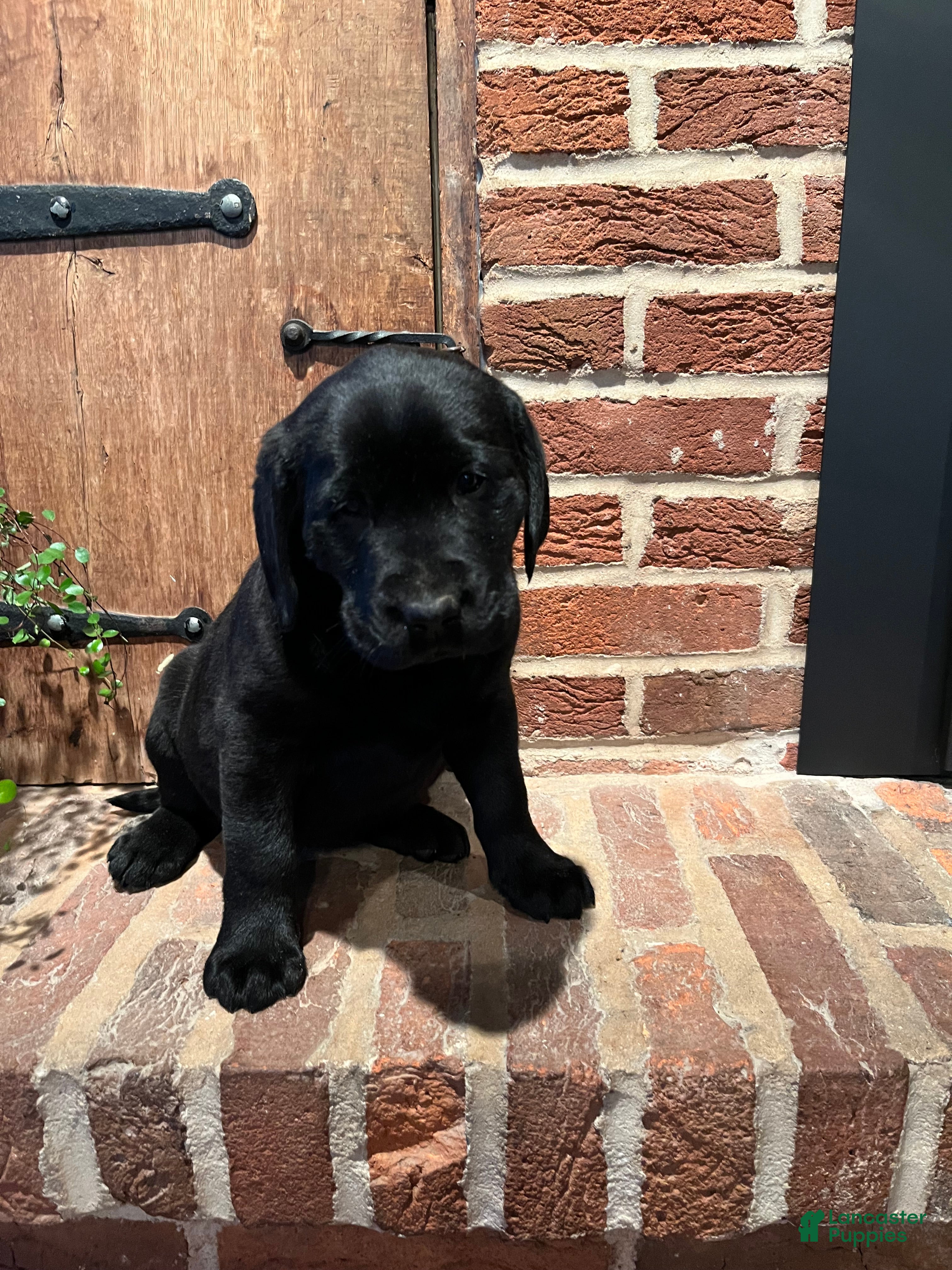 Labrador Retriever dogs Lily  - Ad 2