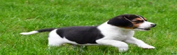 Beagle dogs for sale: Banjo - Ad 7