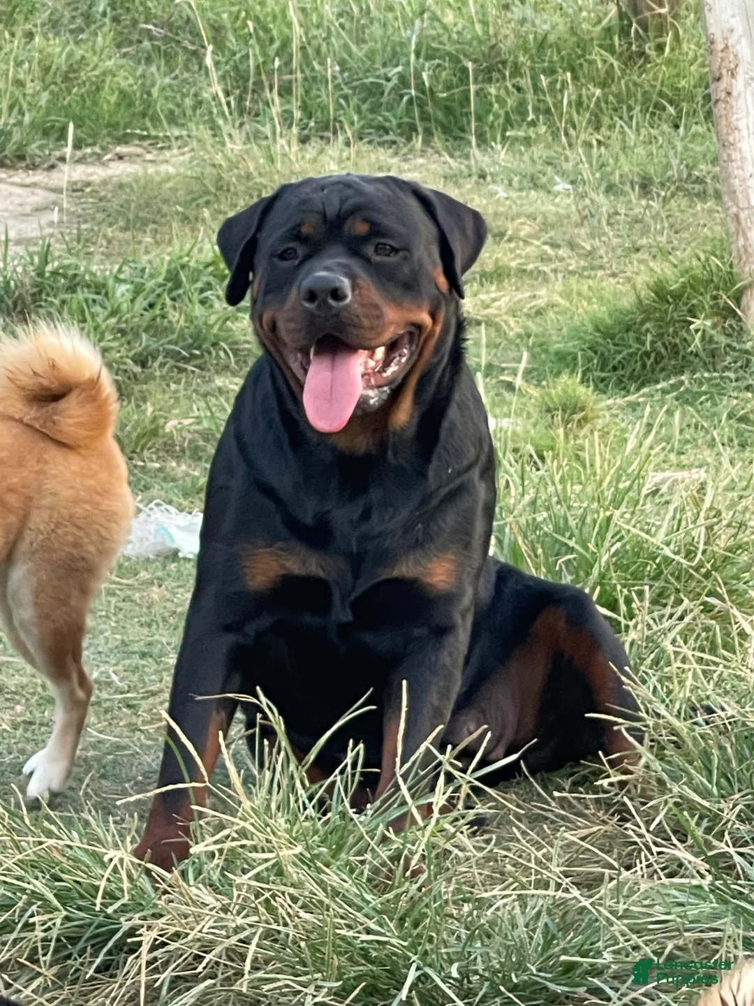 Rottweiler dogs for sale: Rottweiler Puppy 4 - Ad 2