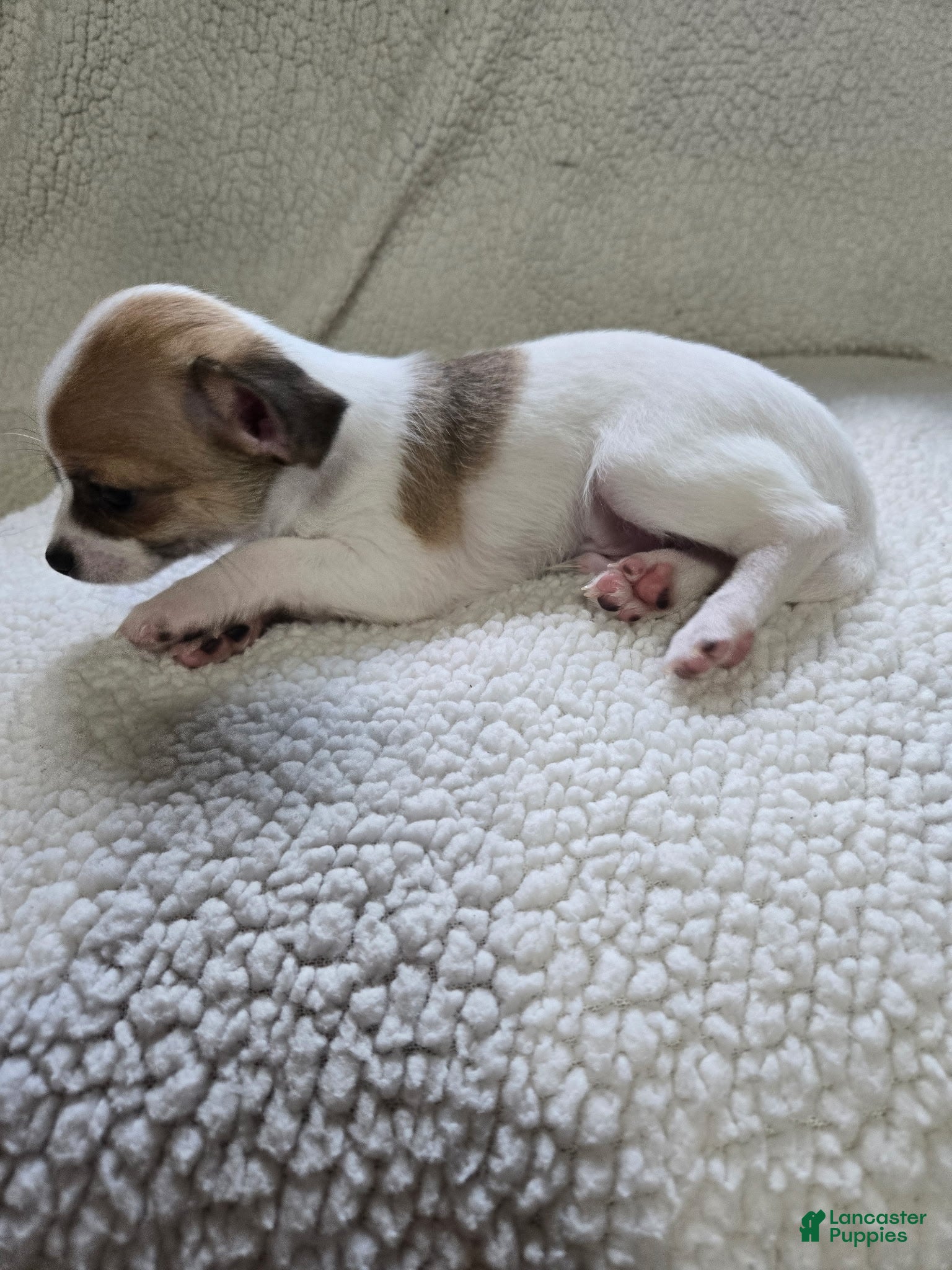 Chihuahua dogs Bandit - Ad 2
