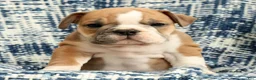 English Bulldog dogs for sale: Jaxson - Ad 7