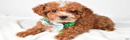Toy Poodle dogs for sale: Eclare - Ad 1