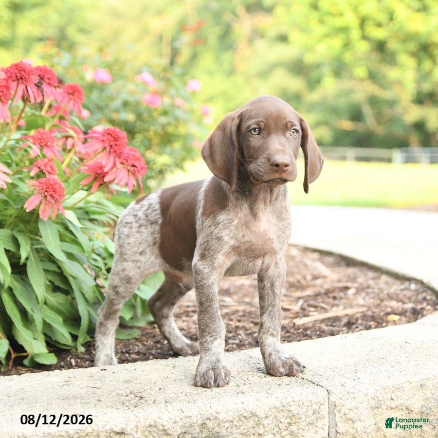 German Shorthaired Pointer dogs Ben - Ad 2
