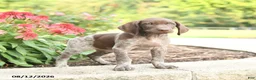 German Shorthaired Pointer dogs for sale: Ben - Ad 2