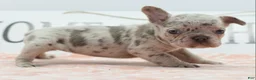 Mixed Breed dogs for sale: Bria merle - Ad 10