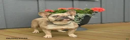 French Bulldog dogs for sale: Cuddles - Ad 5