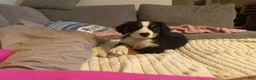 Bernese Mountain Dog dogs for sale: Green - Ad 1