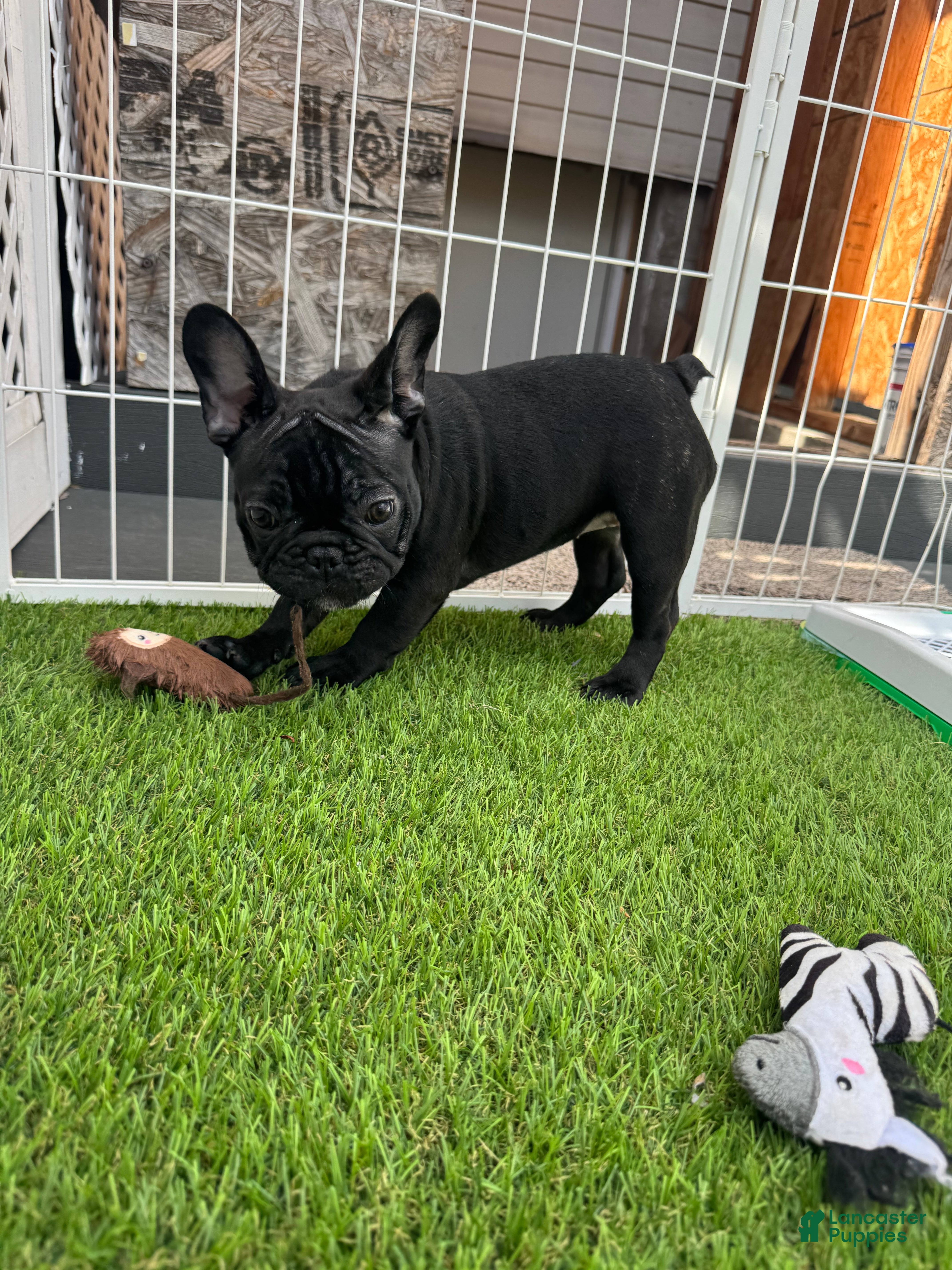 French Bulldog dogs French Bulldog Puppy 4 - Ad 2