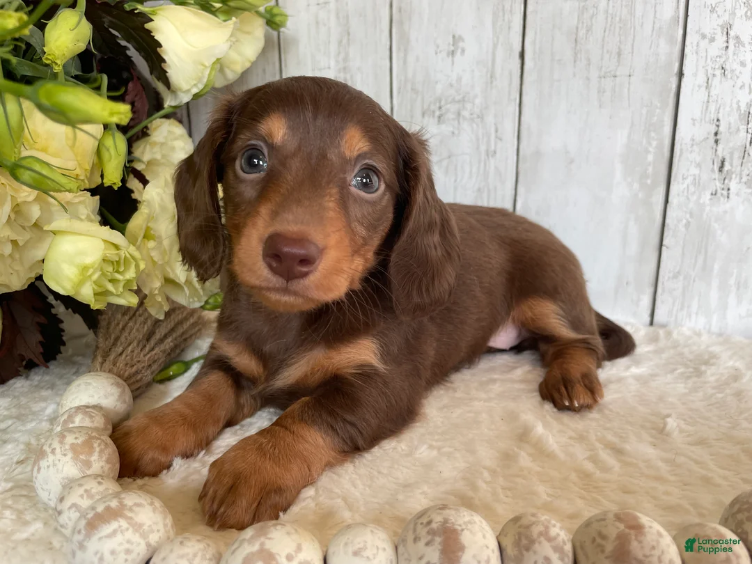 Miniature Dachshund dogs for sale: Cora - Ad 1
