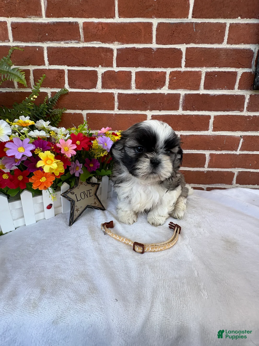 Shih Tzu dogs for sale: Parker - Ad 2