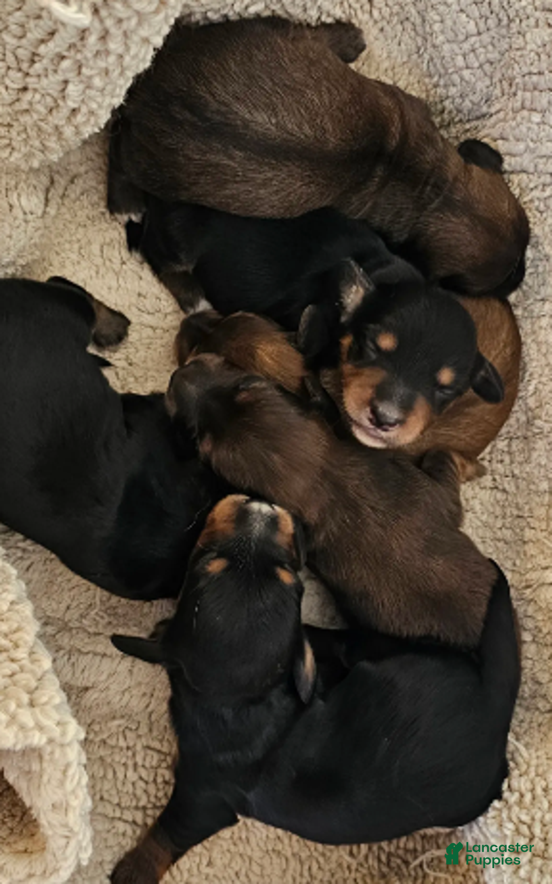 Miniature Dachshund dogs for sale: Chester-Long Haired - Ad 2