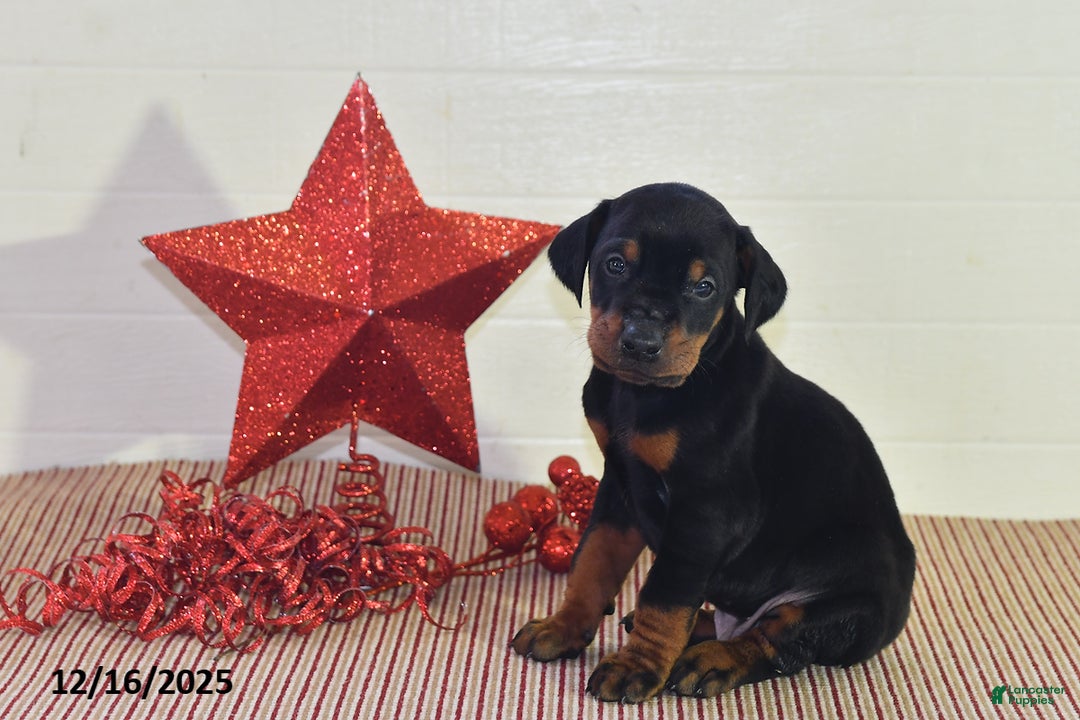 Doberman Pinscher dogs for sale: Jackson - Ad 3