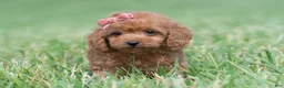 Maltipoo dogs for sale: Cupcake F1 - Ad 9