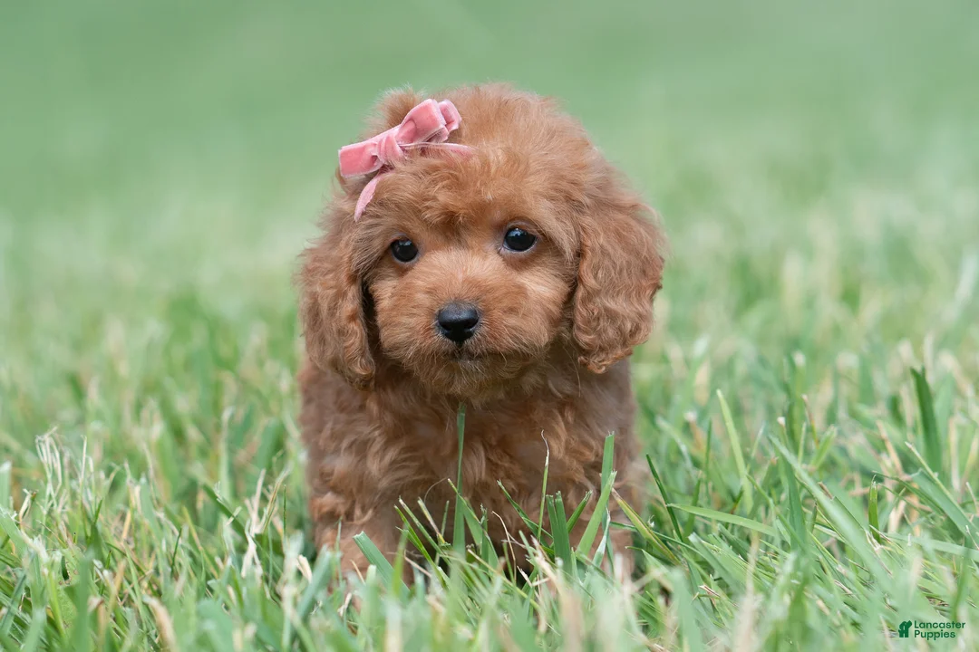 Maltipoo dogs for sale: Cupcake F1 - Ad 9