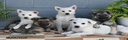 Mixed Breed dogs for sale: Harmony - Ad 2