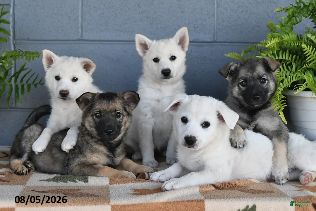 Mixed Breed dogs for sale: Harmony - Ad 2