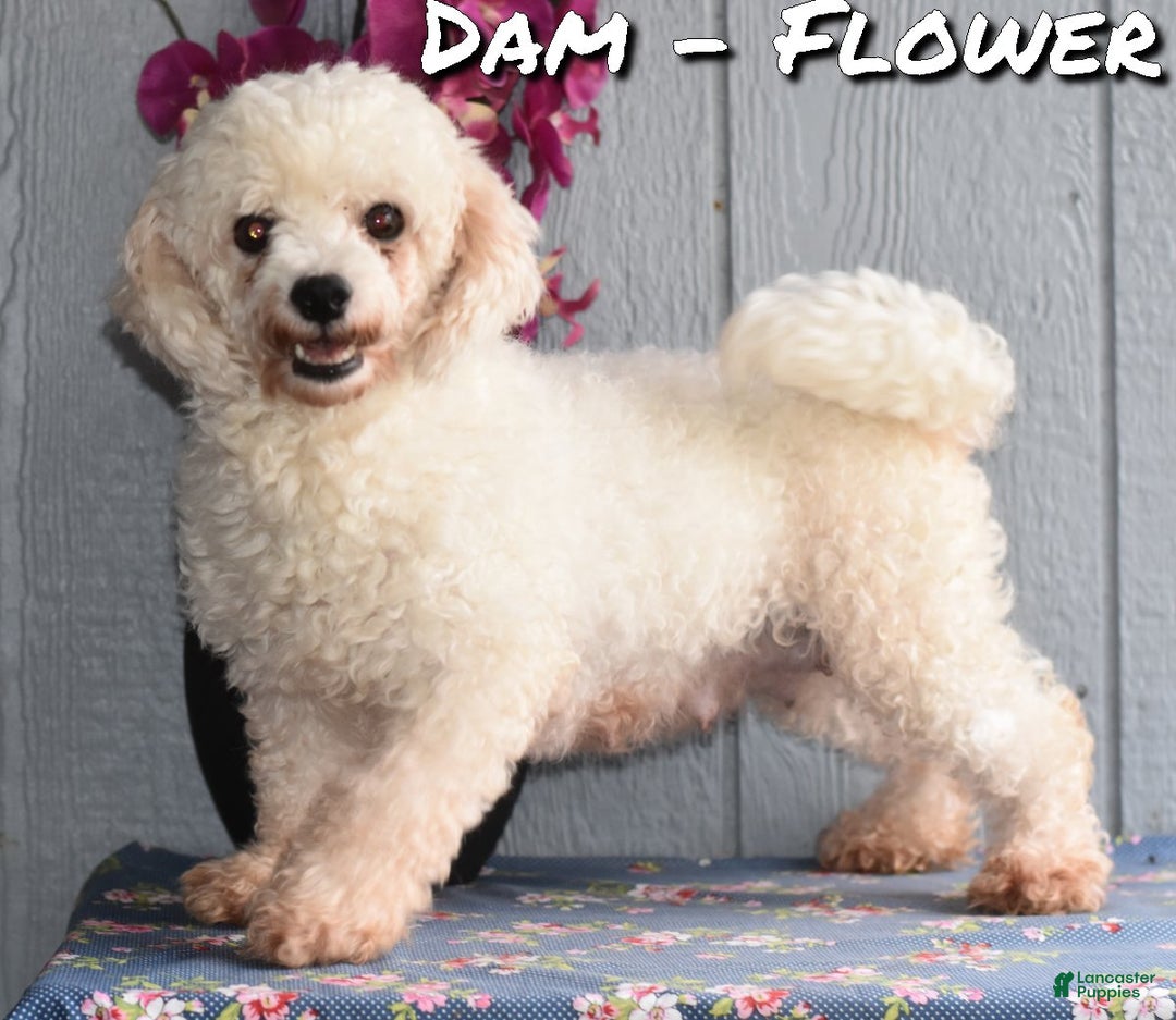 Bichpoo dogs for sale: Fisher - Ad 6