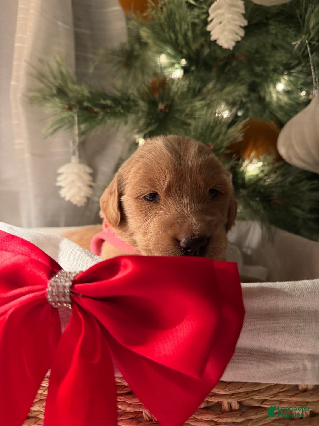 Golden Retriever dogs for sale: Ayla - Ad 3