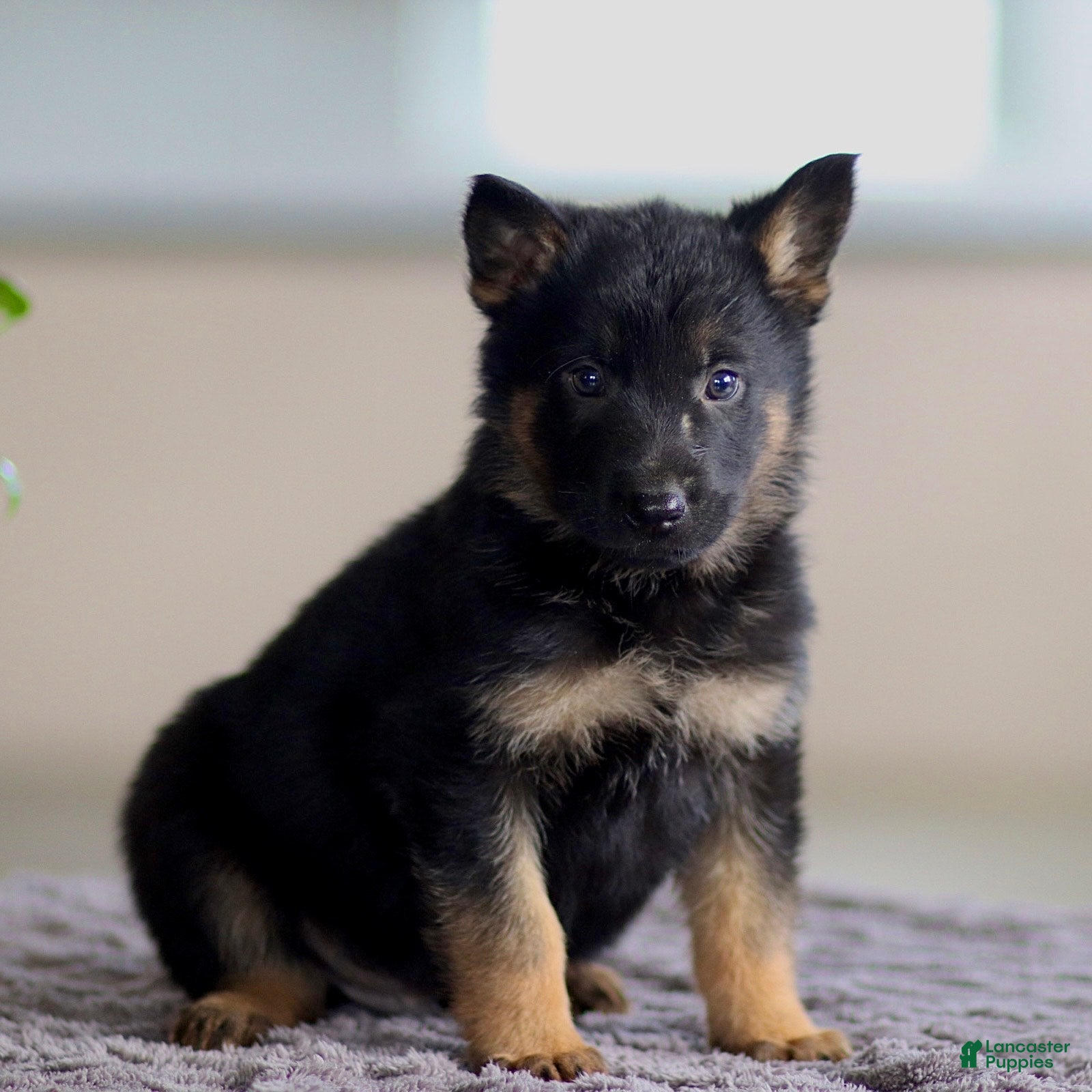 German Shepherd dogs George - Ad 2