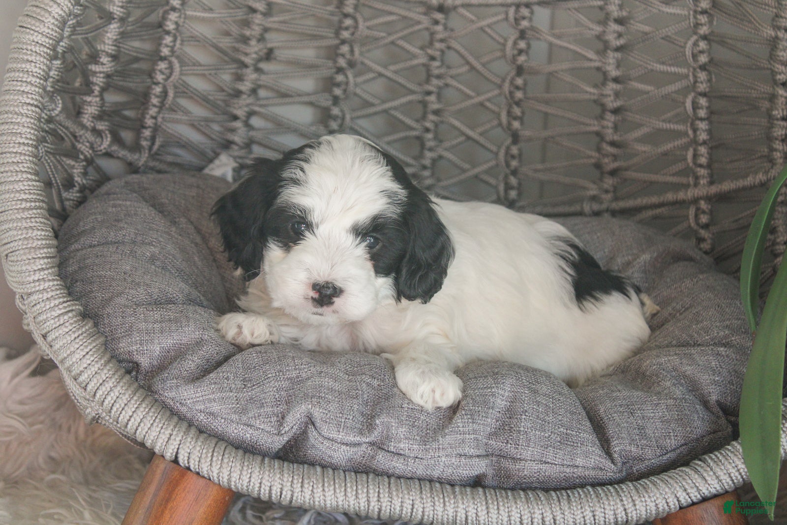 Mixed Breed dogs Raven - Ad 1