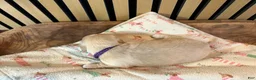 Miniature Dachshund dogs for sale: Ginger - Ad 7