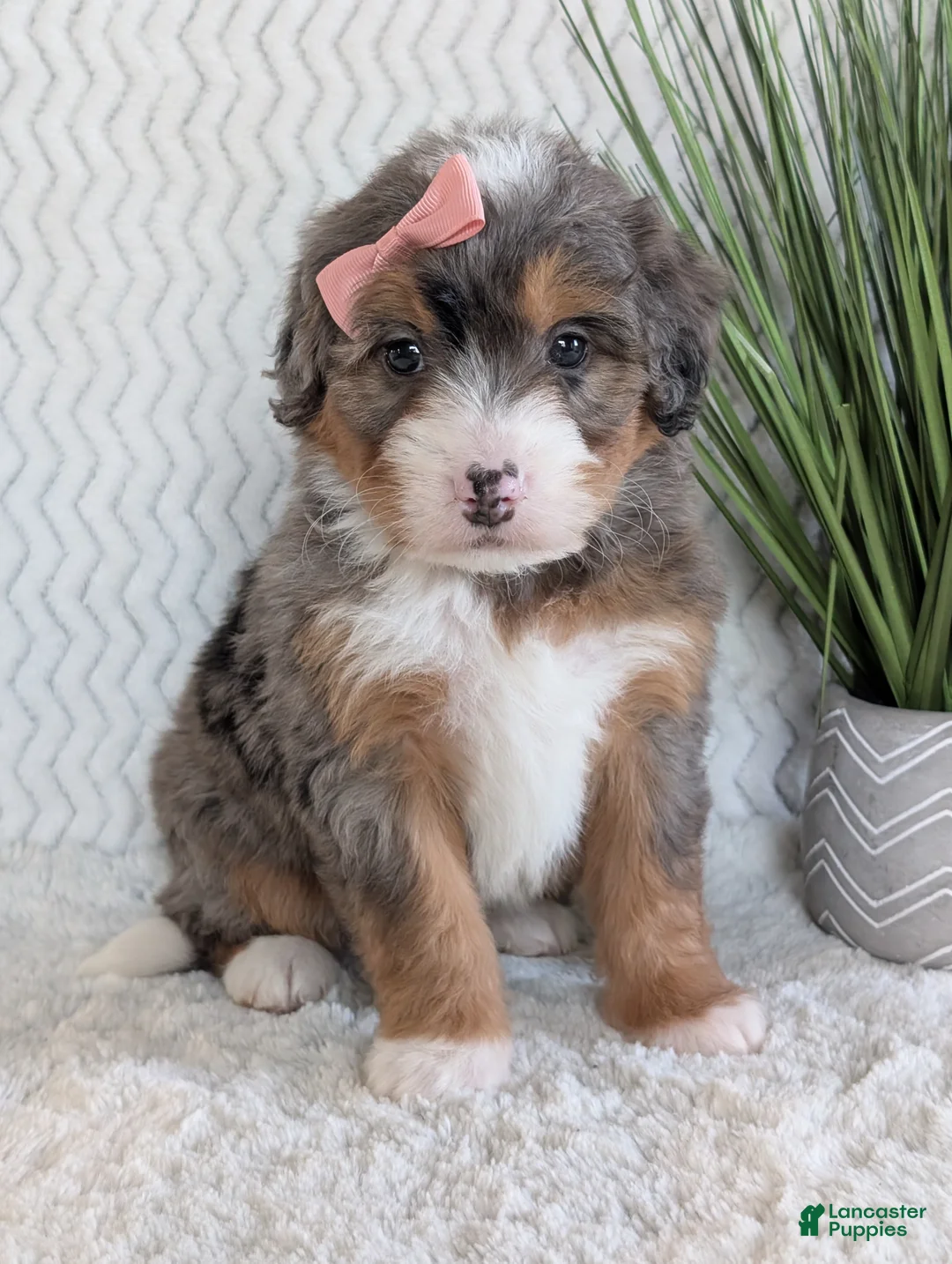 Mini Bernedoodle dogs for sale: Mini Poppy  - Ad 9