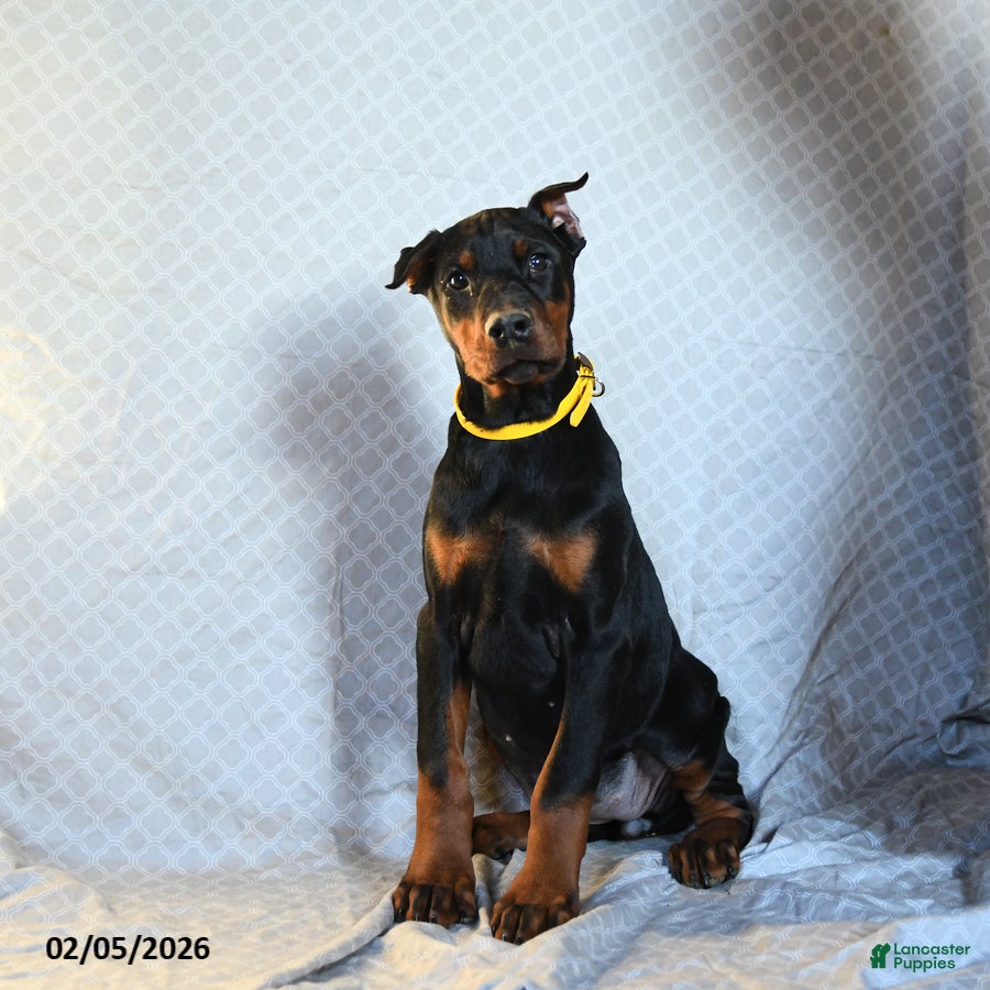 Doberman Pinscher dogs Reese - Ad 1