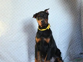 Doberman Pinscher dogs Reese - Ad 1