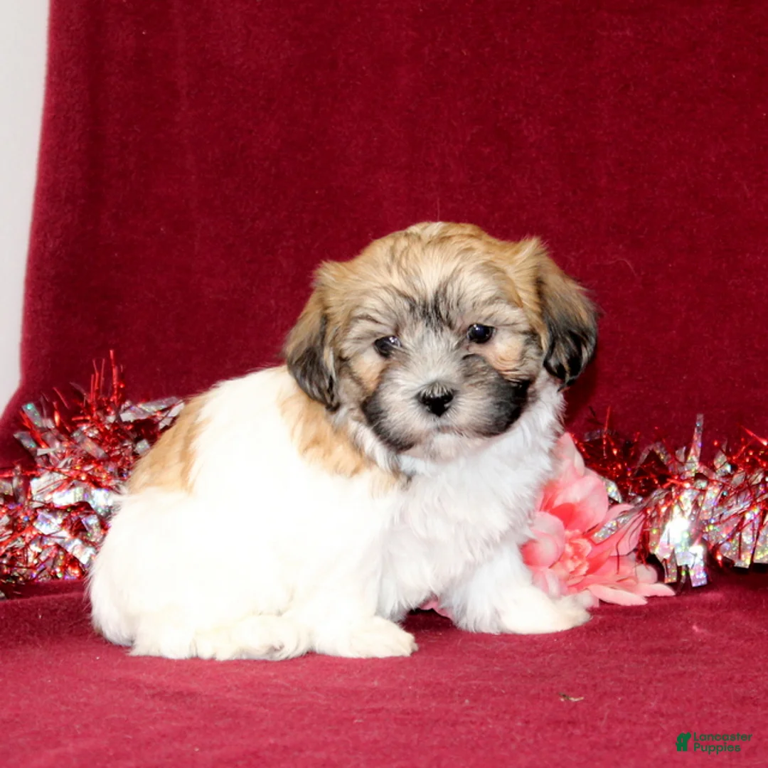 Teddy Bear dogs for sale: Zoey - Ad 2