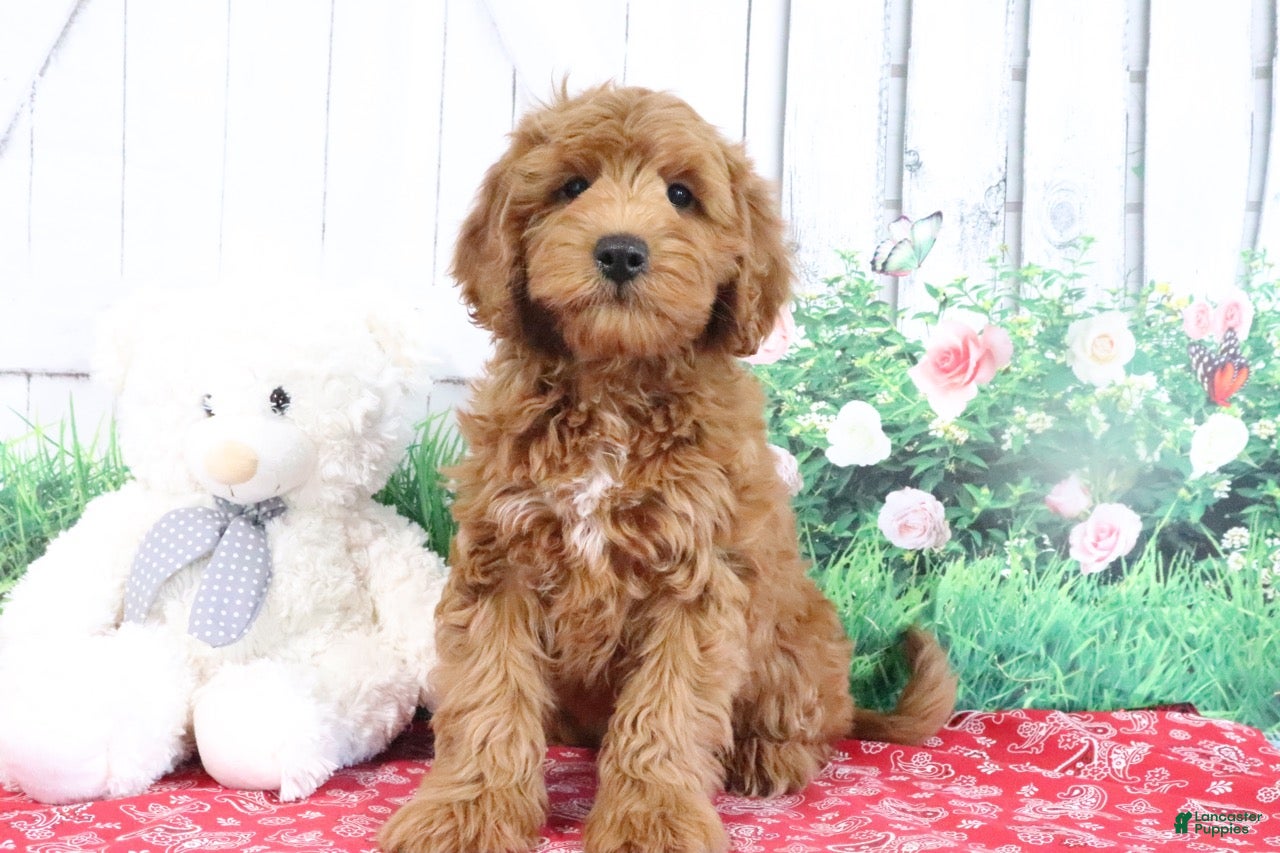 Mini Goldendoodle dogs Austin - Ad 2
