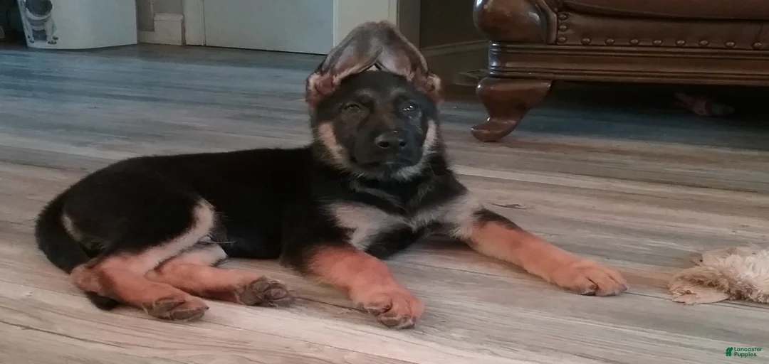 Gallery Image {{count}}