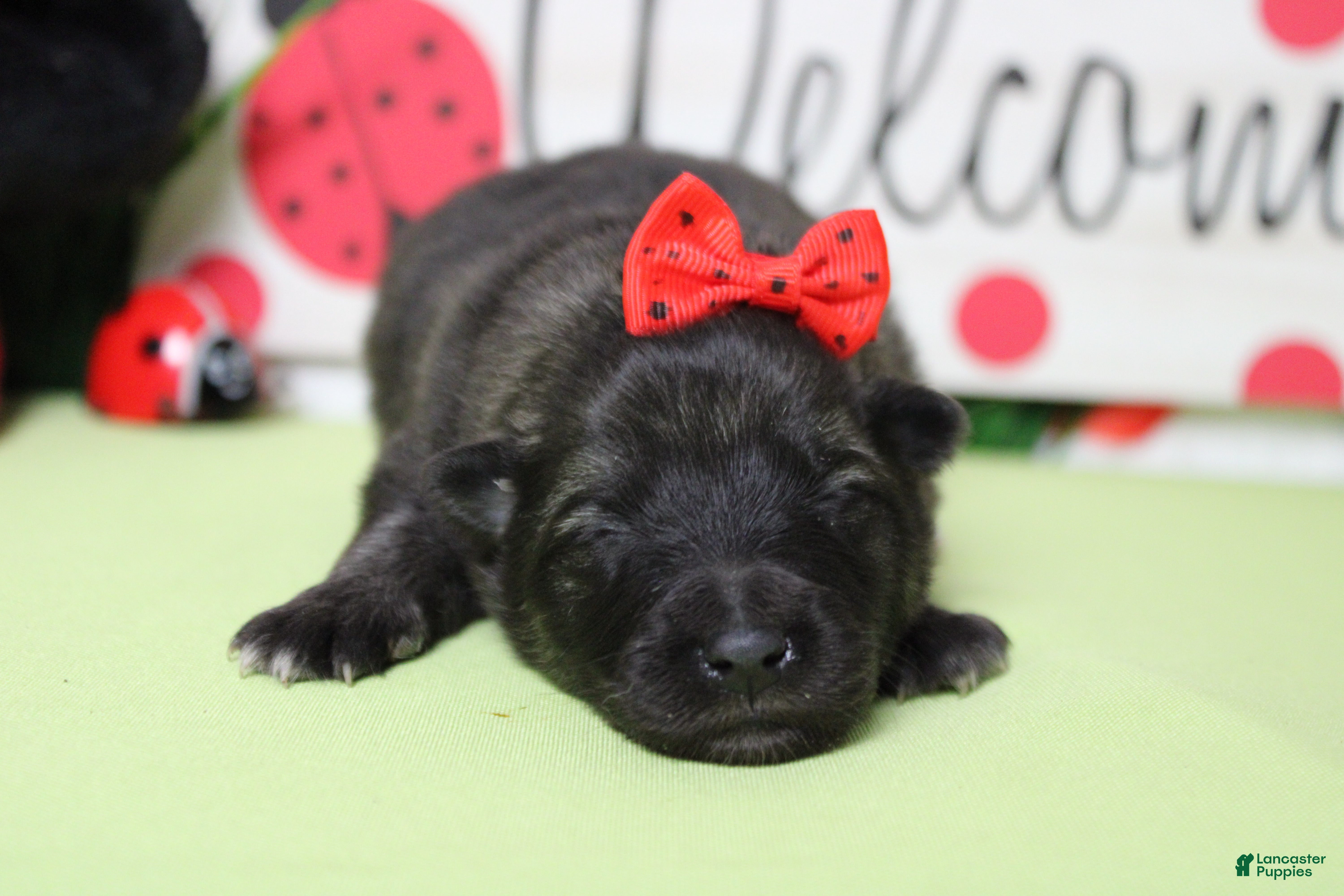 Keeshond dogs Thelma  - Ad 2