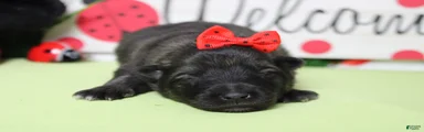 Thelma 