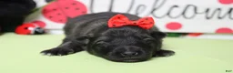 Keeshond dogs for sale: Thelma  - Ad 1