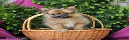 Pomeranian dogs for sale: Tinker Extra Small - Ad 4