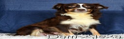 Miniature Australian Shepherd dogs for sale: Jenny - Ad 10