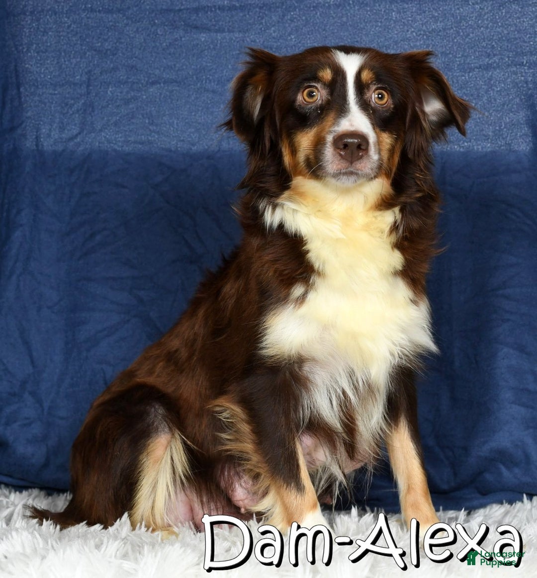 Miniature Australian Shepherd dogs for sale: Jenny - Ad 10