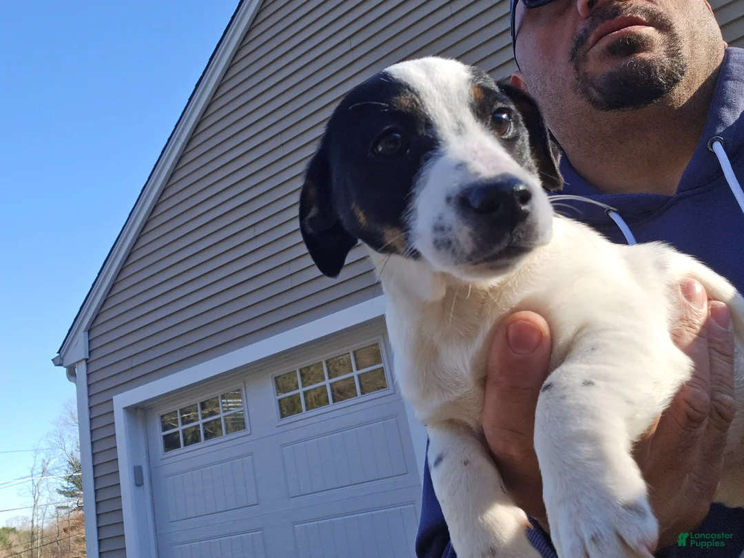 Jack Russell Terrier dogs for sale: Jack Russell Terrier Puppy 1 - Ad 2