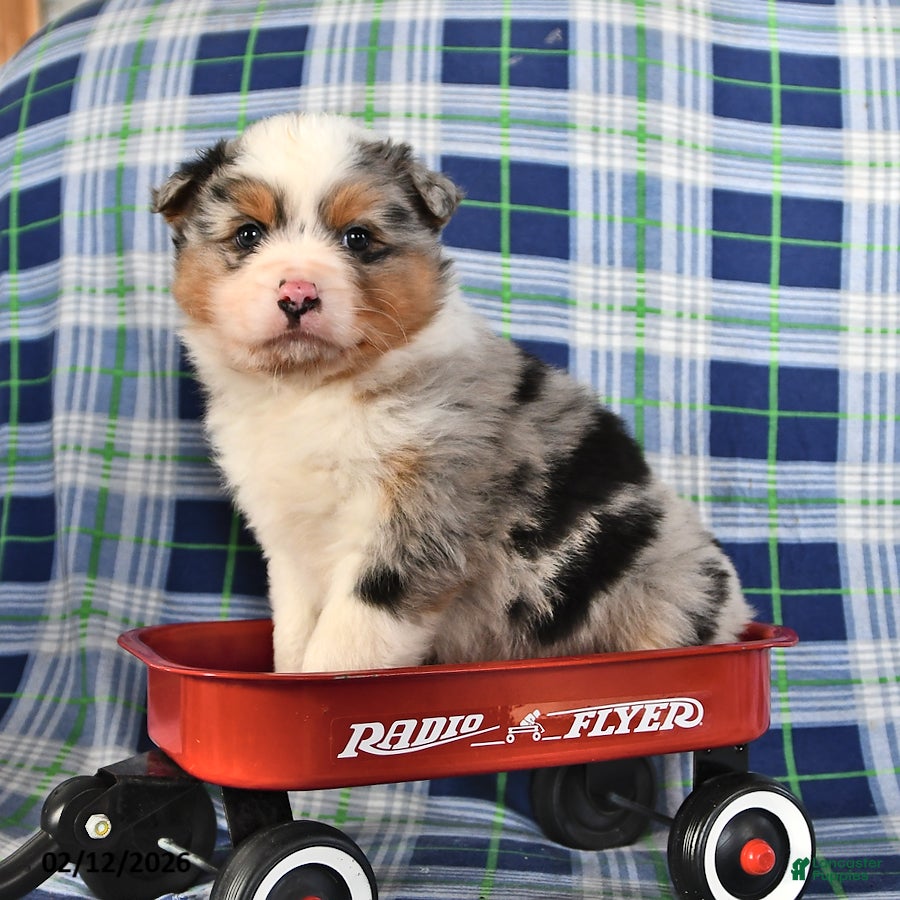 Australian Shepherd dogs Oak - Ad 2