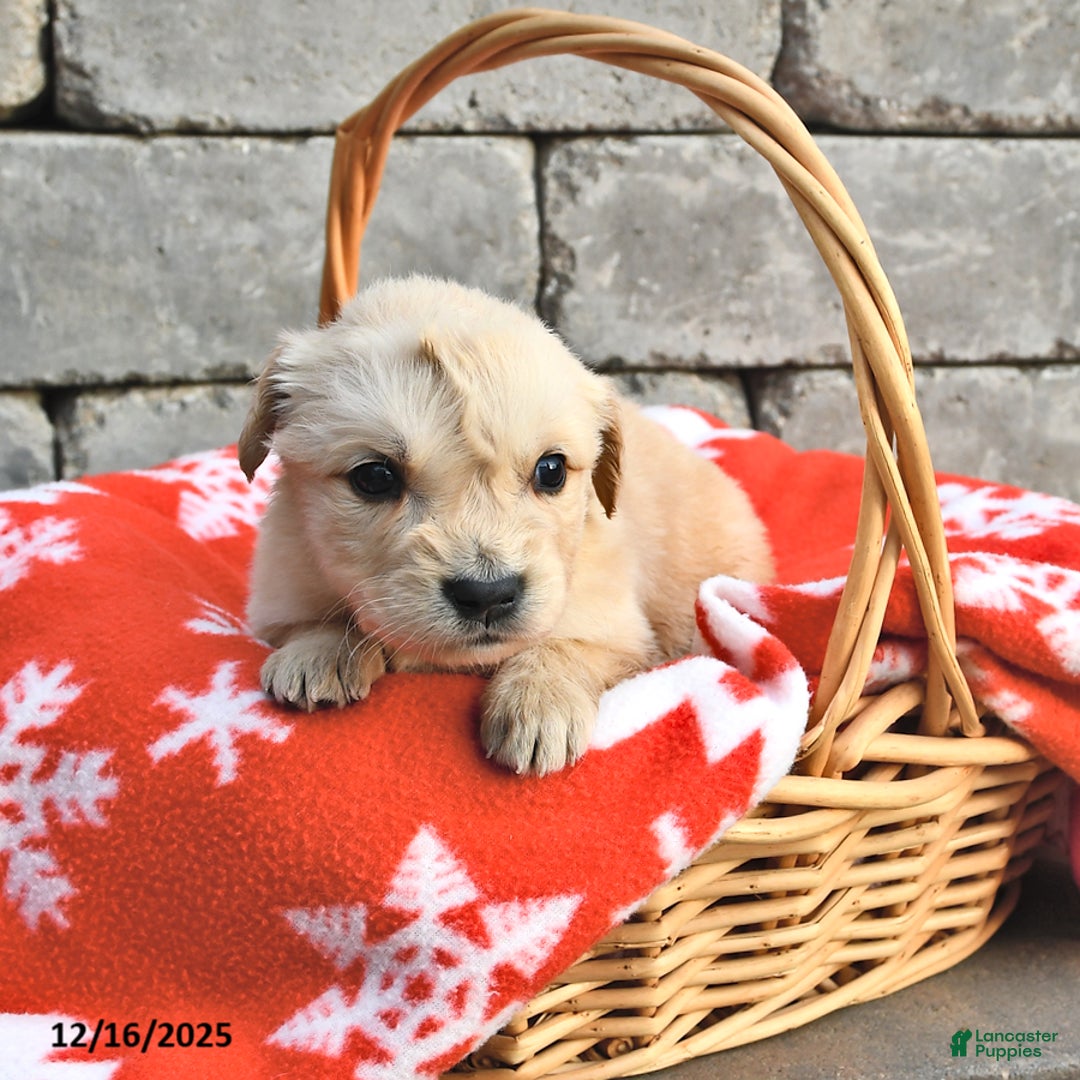 Golden Retriever dogs for sale: Dixie - Ad 2