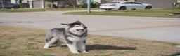 Alaskan Malamute dogs for sale: Dong Dong - Ad 25