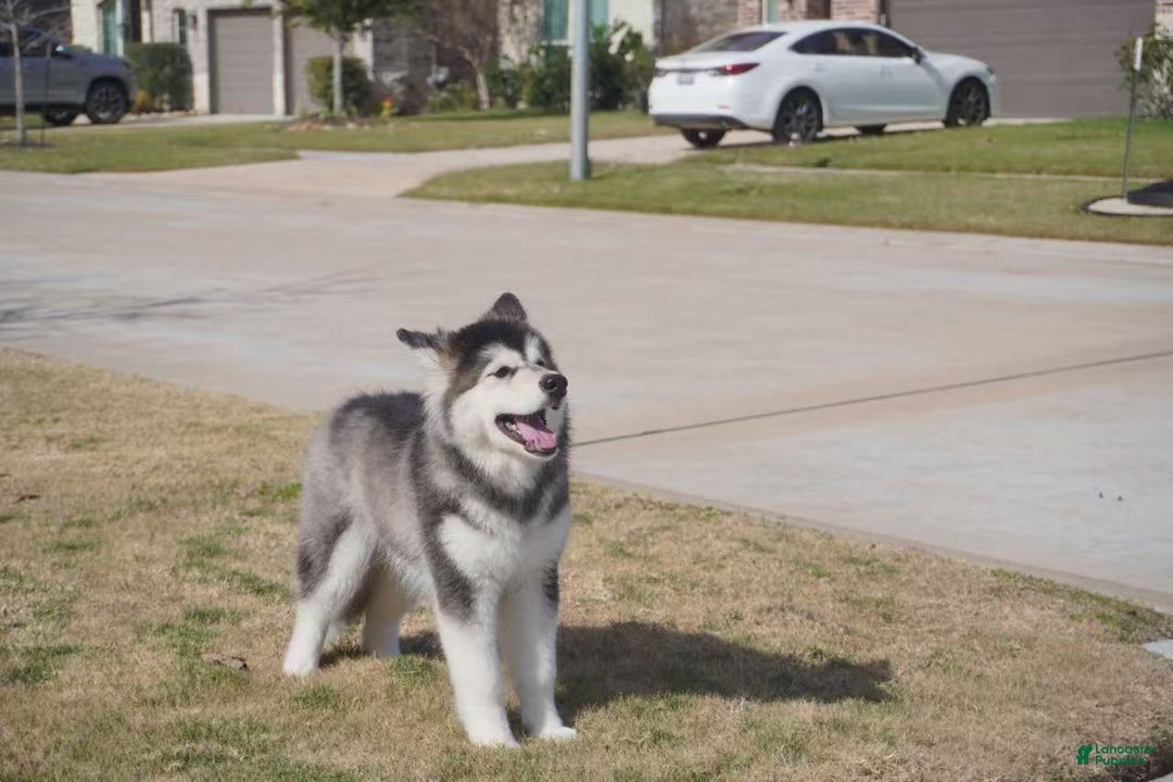 Alaskan Malamute dogs for sale: Dong Dong - Ad 25