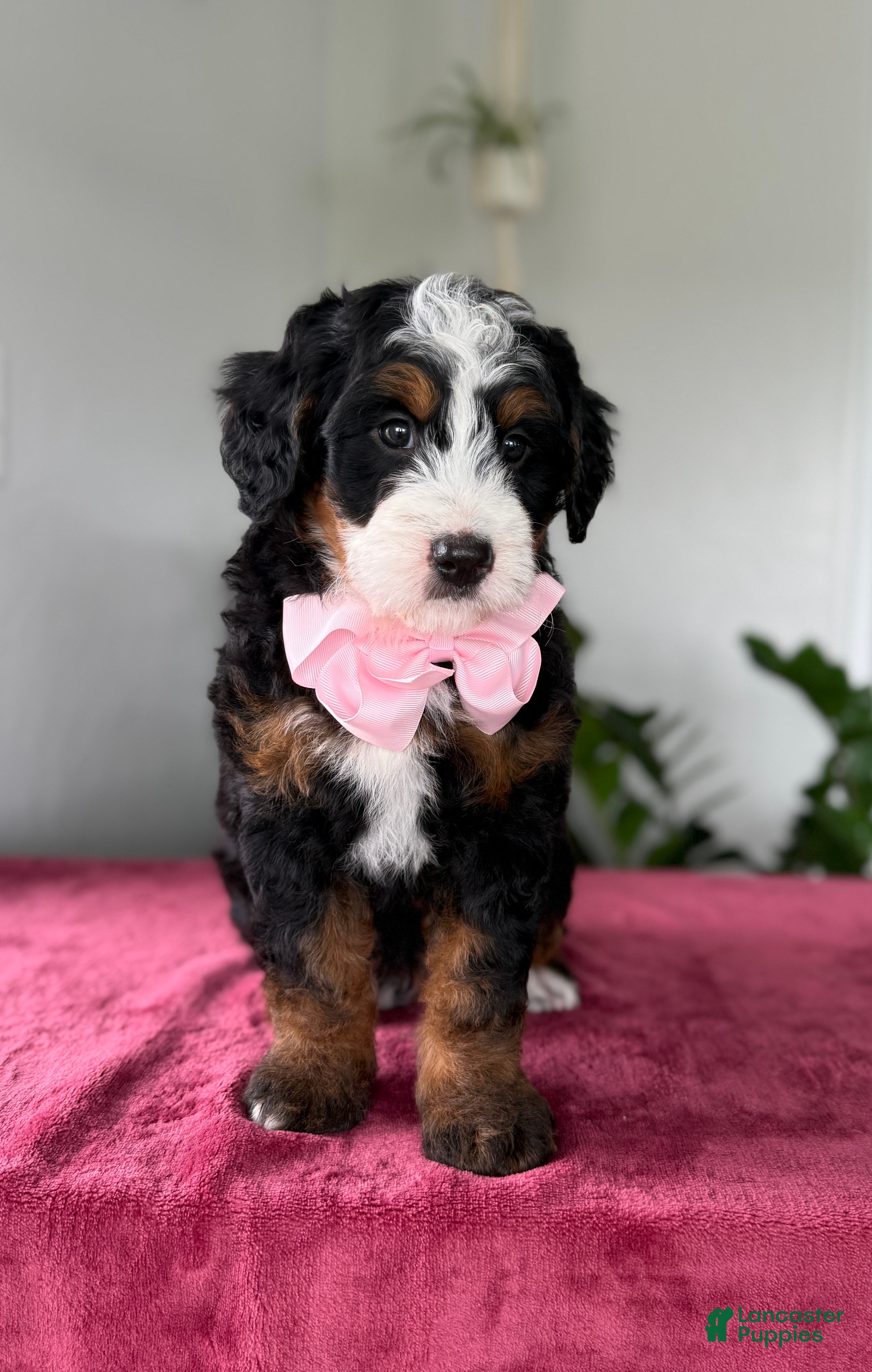 Mini Bernedoodle dogs Lucy - Ad 1