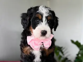 Mini Bernedoodle dogs for sale: Lucy - Ad 1