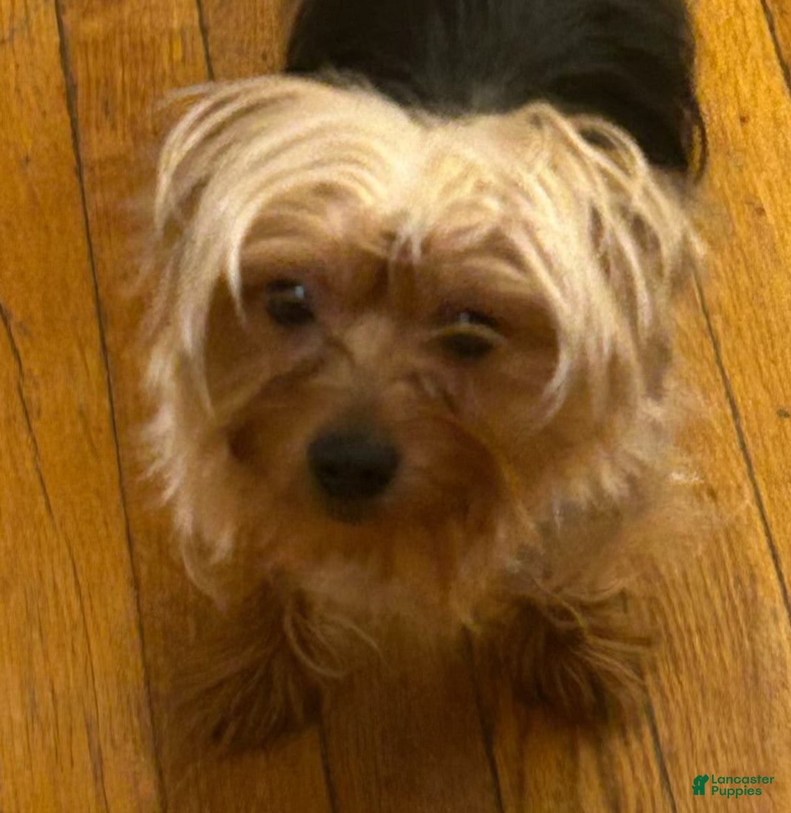 Yorkshire Terrier dogs for sale: Rue' - Ad 31