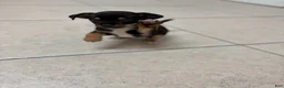 Mixed Breed dogs for sale: Mixed Breed 1 - Ad 4