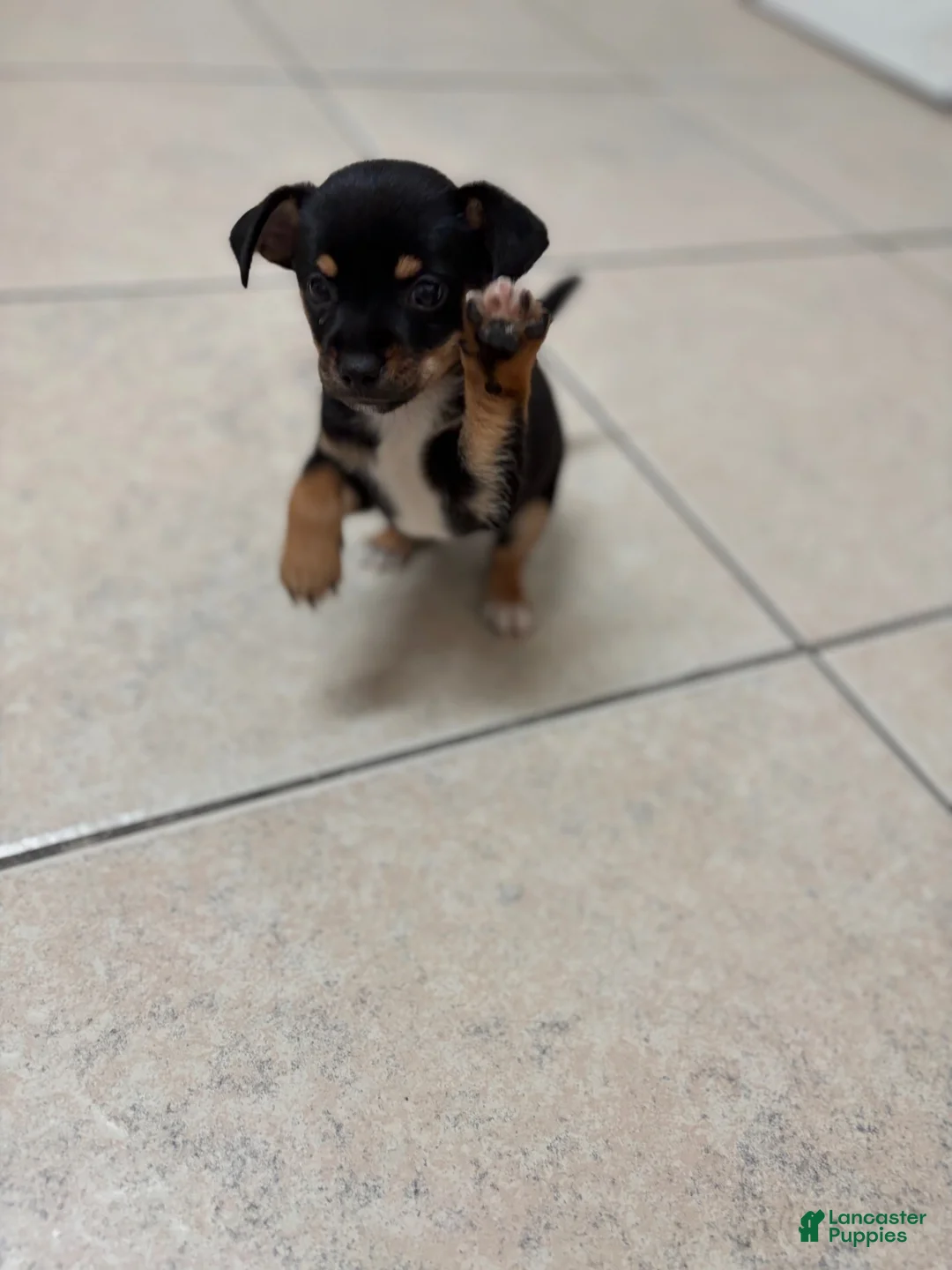 Mixed Breed dogs for sale: Mixed Breed 1 - Ad 4