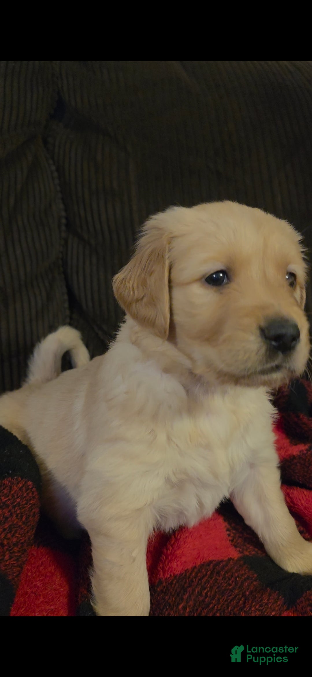 Golden Retriever dogs Honey - Ad 6